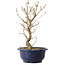 Callicarpa japonica, 30 cm, ± 6 jaar oud, met de karakteristieke paarse bessen in de herfst