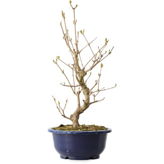 Callicarpa japonica, 37 cm, ± 6 years old
