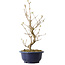 Callicarpa japonica, 37 cm, ± 6 ans, avec les baies violettes caractéristiques en automne