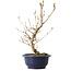 Callicarpa japonica, 38 cm, ± 6 jaar oud, met de karakteristieke paarse bessen in de herfst