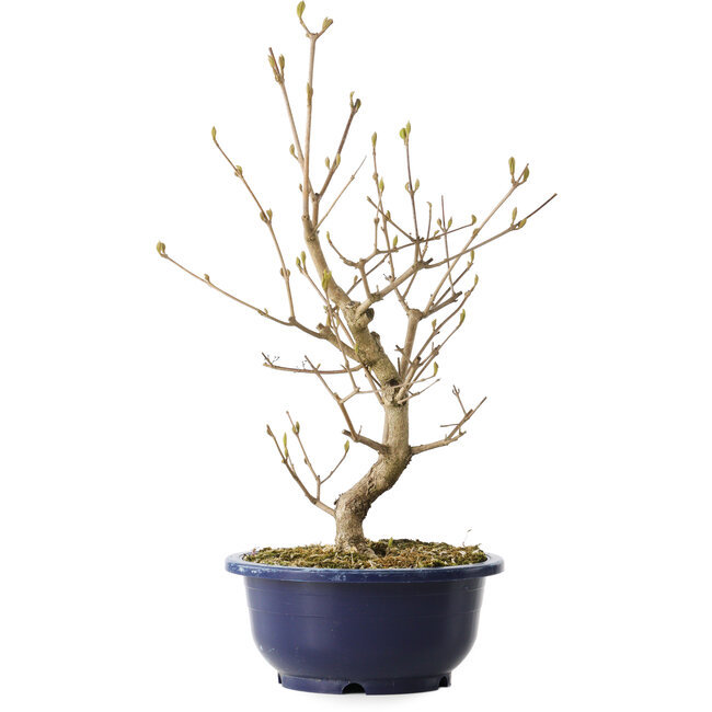 Callicarpa japonica, 37 cm, ± 6 jaar oud, met de karakteristieke paarse bessen in de herfst