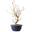 Callicarpa japonica, 37 cm, ± 6 ans, avec les baies violettes caractéristiques en automne