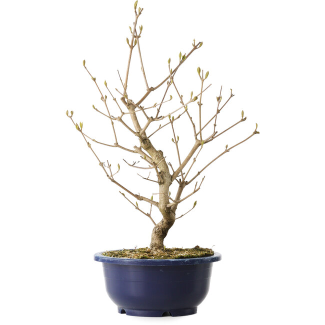 Callicarpa japonica, 37 cm, ± 6 anni, con le caratteristiche bacche viola in autunno