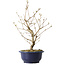 Callicarpa japonica, 37 cm, ± 6 ans, avec les baies violettes caractéristiques en automne