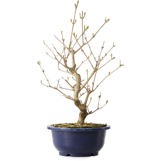 Callicarpa japonica, 37 cm, ± 6 anni, con le caratteristiche bacche viola in autunno