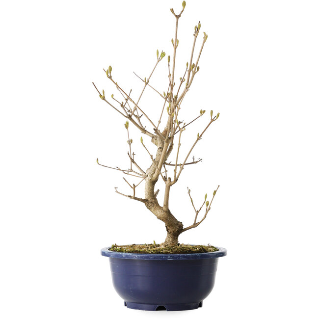 Callicarpa japonica, 37 cm, ± 6 jaar oud, met de karakteristieke paarse bessen in de herfst