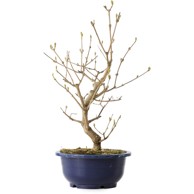 Callicarpa japonica, 37 cm, ± 6 jaar oud, met de karakteristieke paarse bessen in de herfst