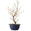 Callicarpa japonica, 37 cm, ± 6 ans, avec les baies violettes caractéristiques en automne