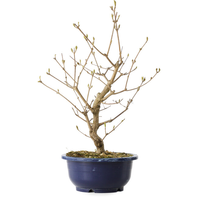 Callicarpa japonica, 37 cm, ± 6 jaar oud, met de karakteristieke paarse bessen in de herfst