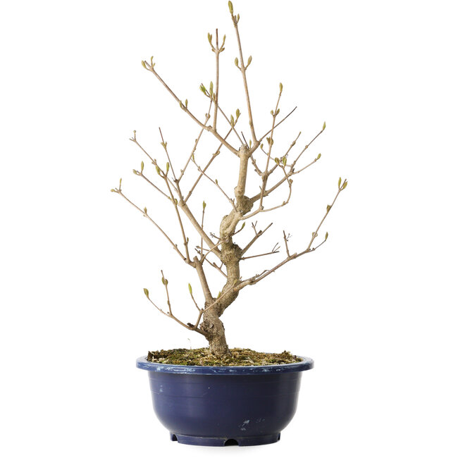 Callicarpa japonica, 37 cm, ± 6 jaar oud, met de karakteristieke paarse bessen in de herfst