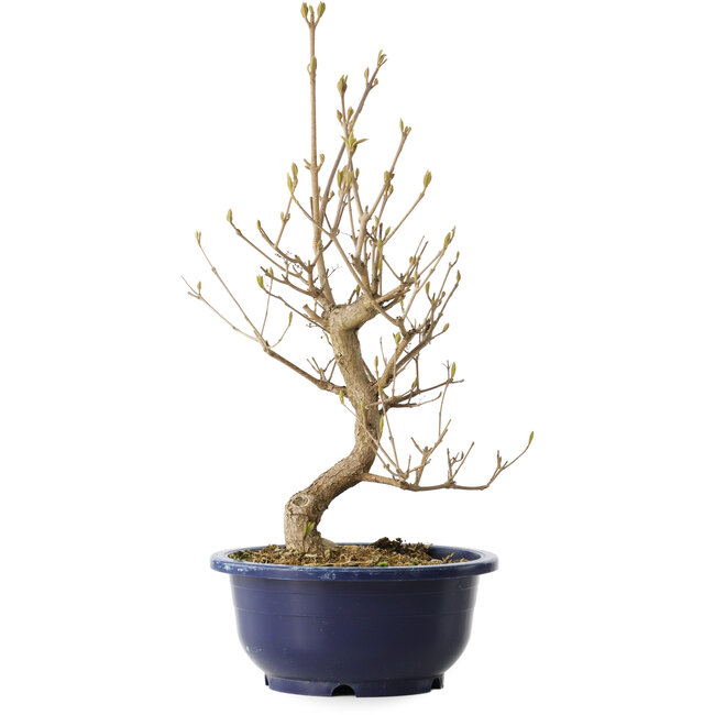 Callicarpa japonica, 36 cm, ± 6 jaar oud, met de karakteristieke paarse bessen in de herfst