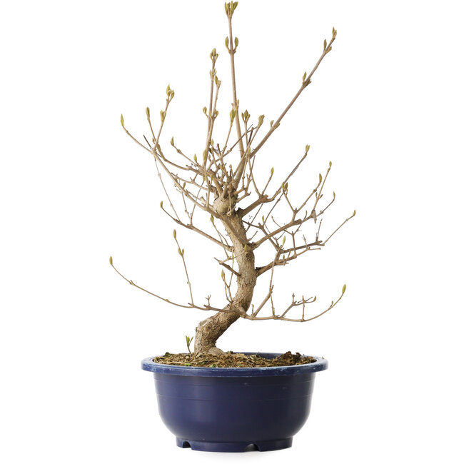 Callicarpa japonica, 36 cm, ± 6 Jahre alt, mit den charakteristischen violetten Beeren im Herbst