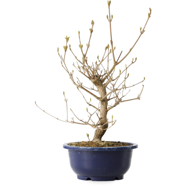 Callicarpa japonica, 36 cm, ± 6 Jahre alt, mit den charakteristischen violetten Beeren im Herbst