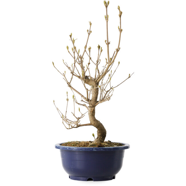 Callicarpa japonica, 36 cm, ± 6 anni, con le caratteristiche bacche viola in autunno