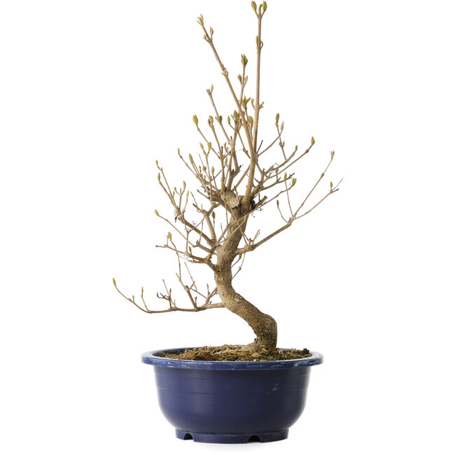 Callicarpa japonica, 36 cm, ± 6 Jahre alt, mit den charakteristischen violetten Beeren im Herbst