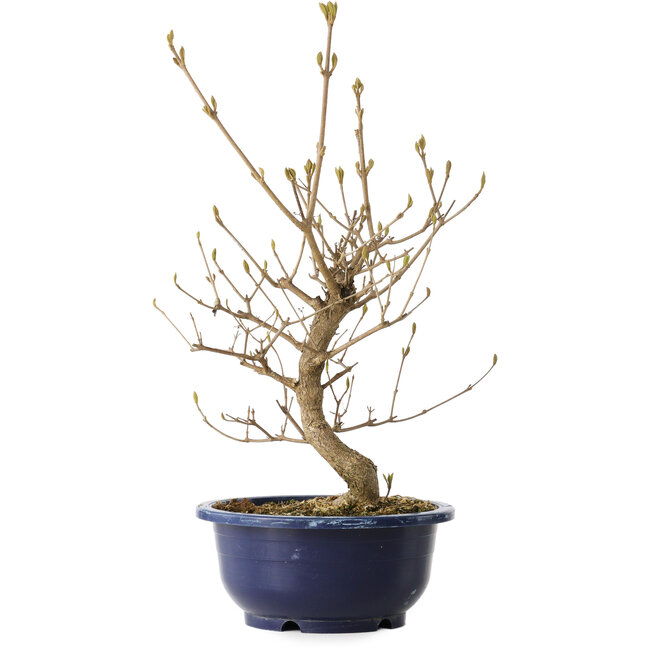 Callicarpa japonica, 36 cm, ± 6 jaar oud, met de karakteristieke paarse bessen in de herfst