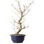 Callicarpa japonica, 38 cm, ± 6 ans, avec les baies violettes caractéristiques en automne