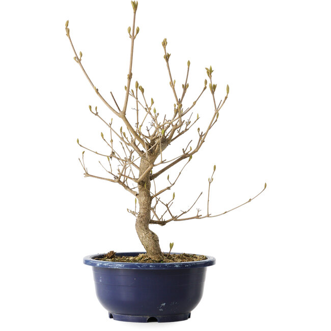 Callicarpa japonica, 36 cm, ± 6 jaar oud, met de karakteristieke paarse bessen in de herfst