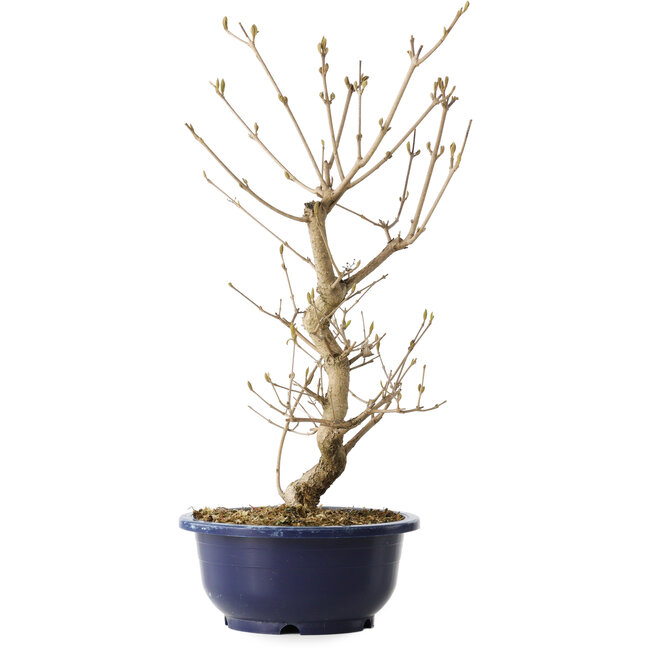 Callicarpa japonica, 38 cm, ± 6 ans, avec les baies violettes caractéristiques en automne