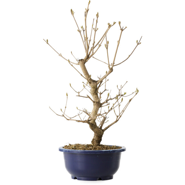 Callicarpa japonica, 38 cm, ± 6 Jahre alt, mit den charakteristischen violetten Beeren im Herbst