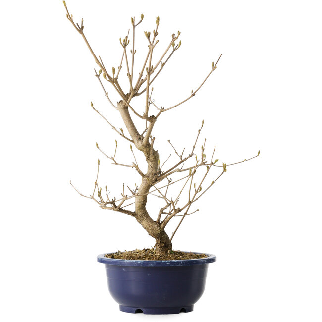 Callicarpa japonica, 38 cm, ± 6 jaar oud, met de karakteristieke paarse bessen in de herfst