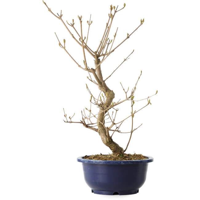 Callicarpa japonica, 38 cm, ± 6 jaar oud, met de karakteristieke paarse bessen in de herfst