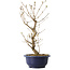 Callicarpa japonica, 38 cm, ± 6 jaar oud, met de karakteristieke paarse bessen in de herfst