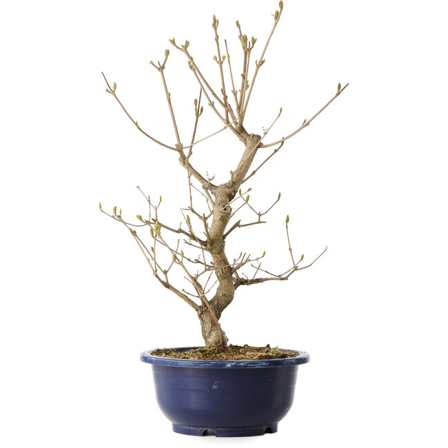 Callicarpa japonica, 38 cm, ± 6 Jahre alt, mit den charakteristischen violetten Beeren im Herbst