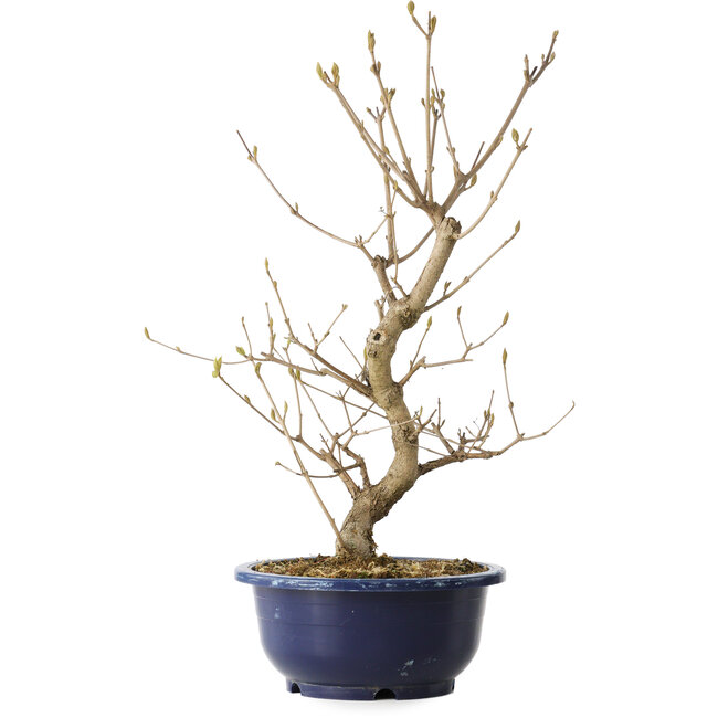 Callicarpa japonica, 38 cm, ± 6 años, con las características bayas moradas en otoño.