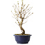 Callicarpa japonica, 34 cm, ± 6 Jahre alt, mit den charakteristischen violetten Beeren im Herbst