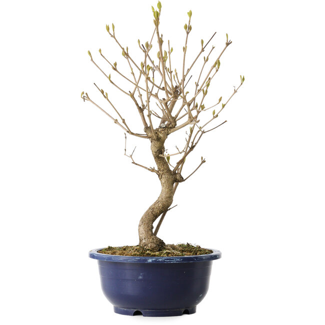 Callicarpa japonica, 34 cm, ± 6 anni, con le caratteristiche bacche viola in autunno