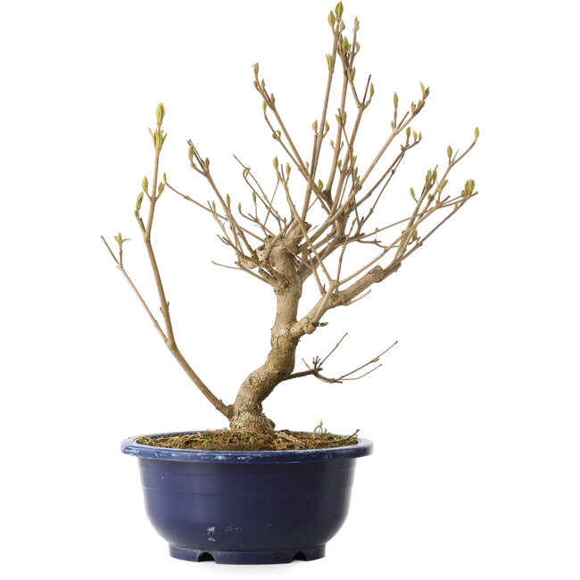 Callicarpa japonica, 32 cm, ± 6 jaar oud, met de karakteristieke paarse bessen in de herfst