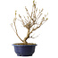 Callicarpa japonica, 32 cm, ± 6 ans, avec les baies violettes caractéristiques en automne