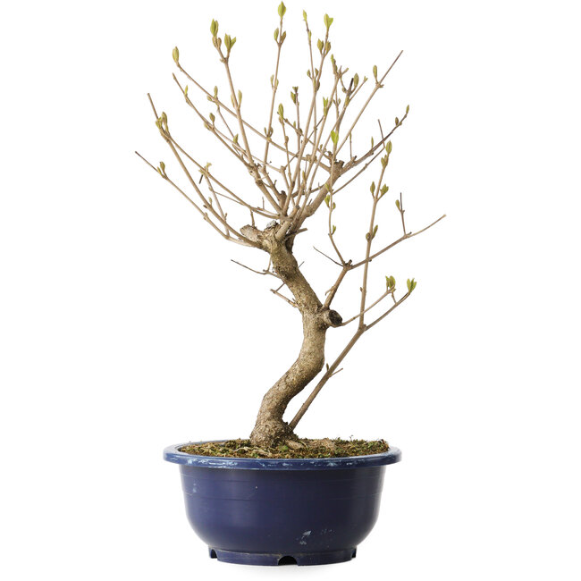 Callicarpa japonica, 34 cm, ± 6 anni, con le caratteristiche bacche viola in autunno