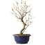 Callicarpa japonica, 34 cm, ± 6 ans, avec les baies violettes caractéristiques en automne