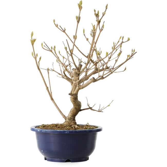 Callicarpa japonica, 32 cm, ± 6 jaar oud, met de karakteristieke paarse bessen in de herfst