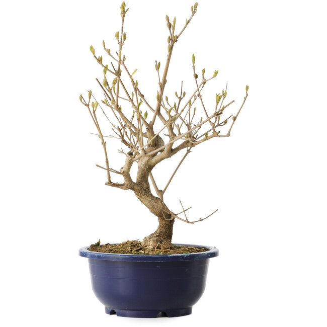 Callicarpa japonica, 32 cm, ± 6 anni, con le caratteristiche bacche viola in autunno