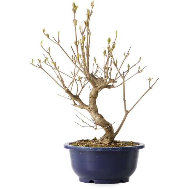 Callicarpa japonica, 32 cm, ± 6 jaar oud, met de karakteristieke paarse bessen in de herfst