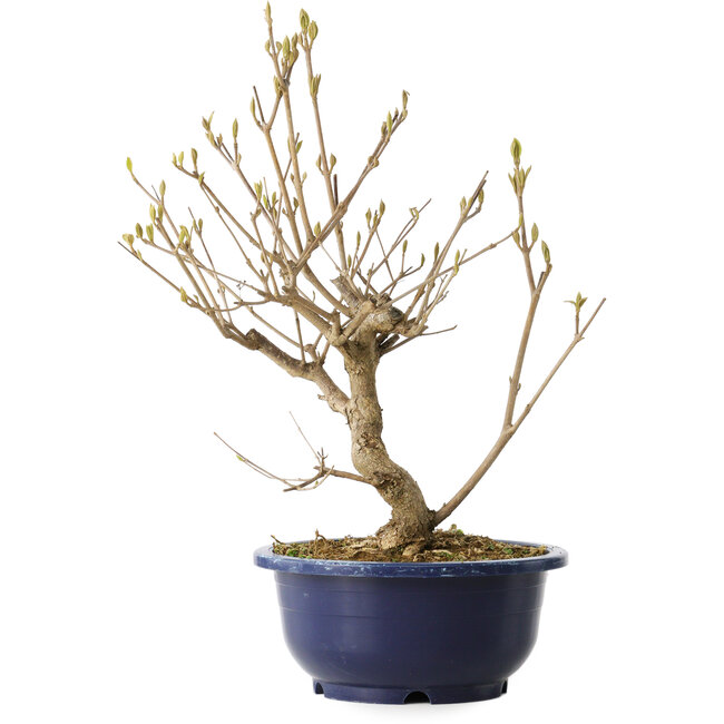 Callicarpa japonica, 32 cm, ± 6 jaar oud, met de karakteristieke paarse bessen in de herfst