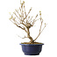 Callicarpa japonica, 32 cm, ± 6 Jahre alt, mit den charakteristischen violetten Beeren im Herbst