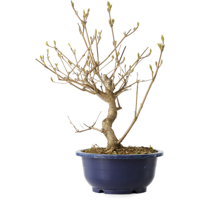 Callicarpa japonica, 32 cm, ± 6 anni, con le caratteristiche bacche viola in autunno