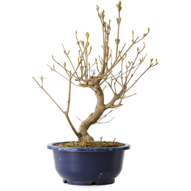 Callicarpa japonica, 32 cm, ± 6 anni, con le caratteristiche bacche viola in autunno