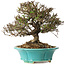 Trachelospermum asiaticum, 19 cm, ± 25 jaar oud