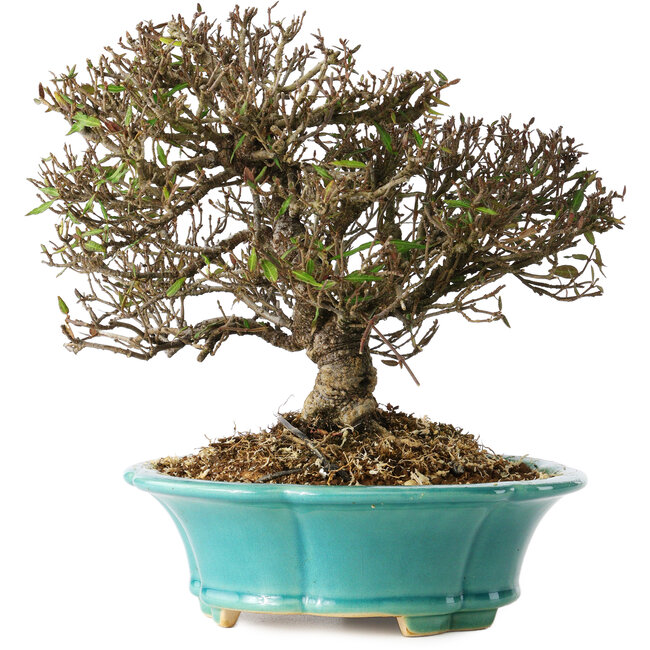 Trachelospermum asiaticum, 19 cm, ± 25 years old