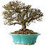 Trachelospermum asiaticum, 19 cm, ± 25 jaar oud