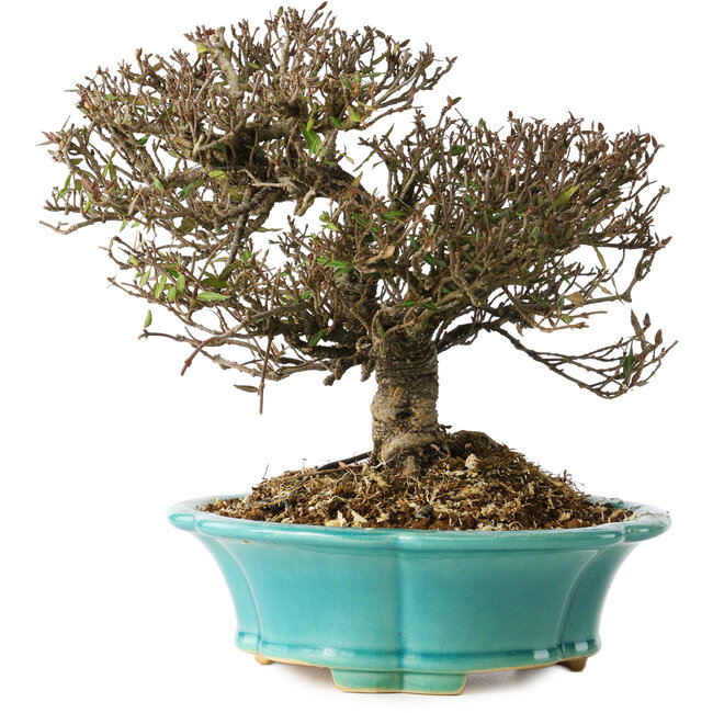 Trachelospermum asiaticum, 19 cm, ± 25 anni