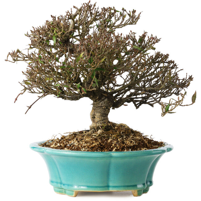 Trachelospermum asiaticum, 19 cm, ± 25 anni