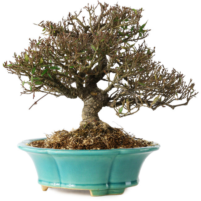 Trachelospermum asiaticum, 19 cm, ± 25 ans