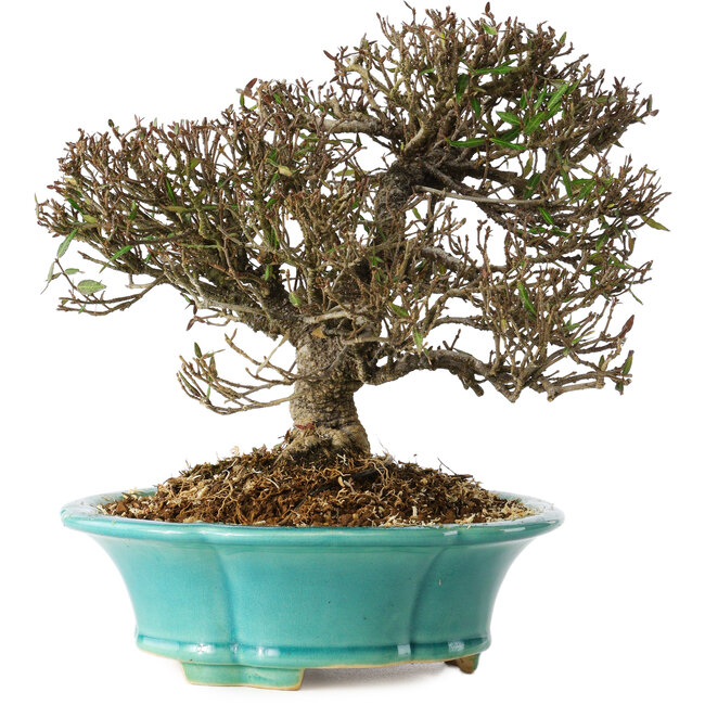 Trachelospermum asiaticum, 19 cm, ± 25 anni