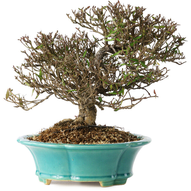 Trachelospermum asiaticum, 19 cm, ± 25 Jahre alt